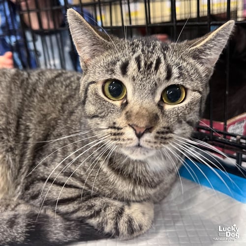 BABE RUTH - Domestic Short Hair available for adoption