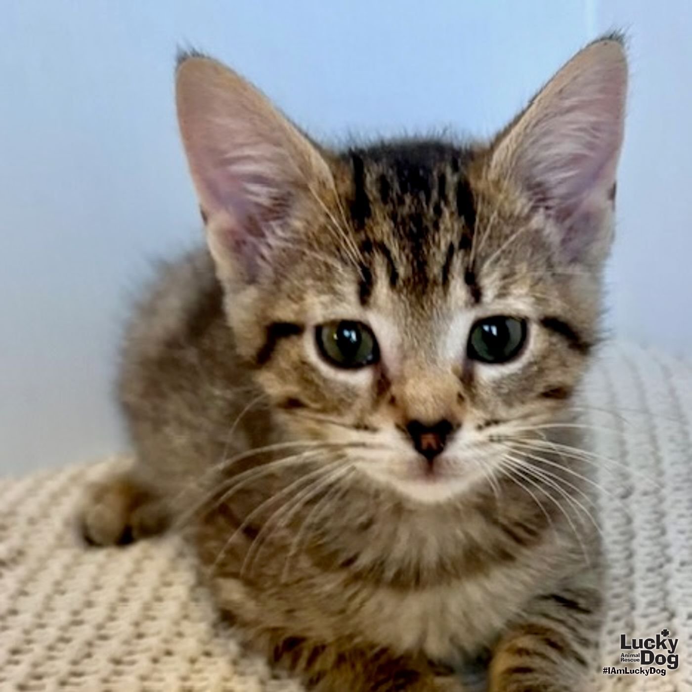 HALE - Domestic Short Hair available for adoption