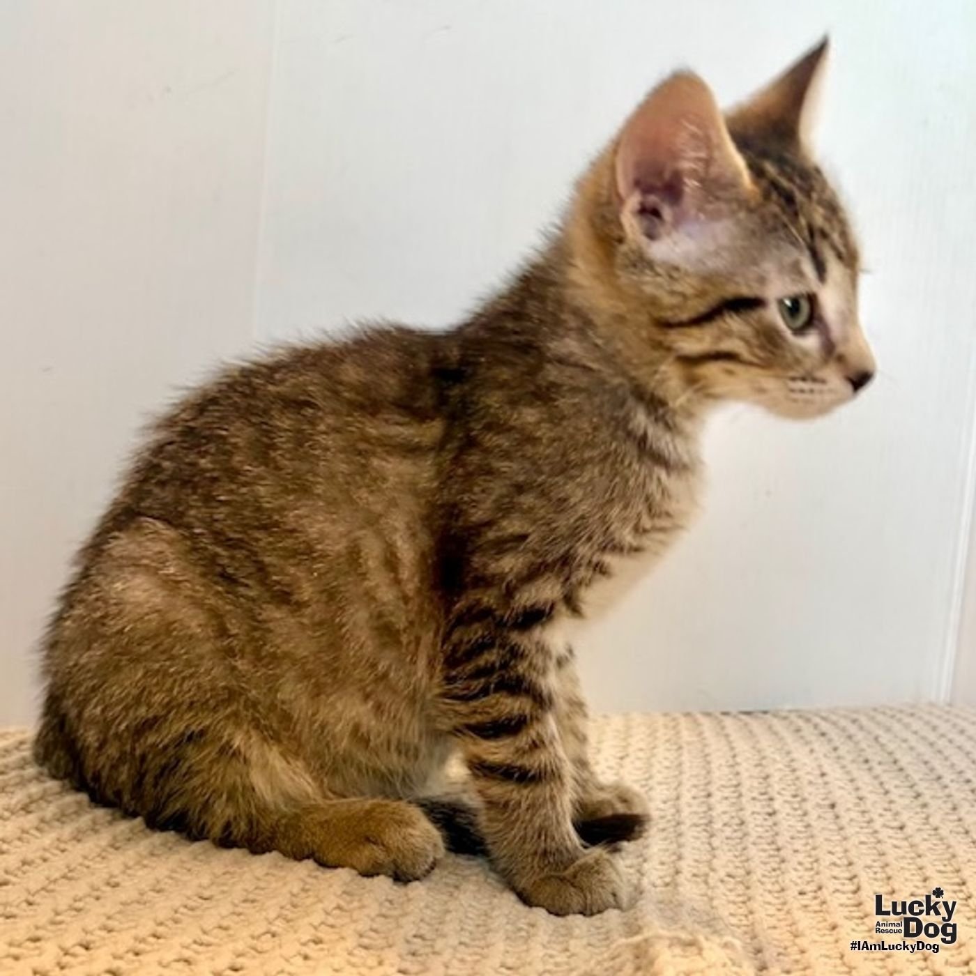 HALE - Domestic Short Hair available for adoption