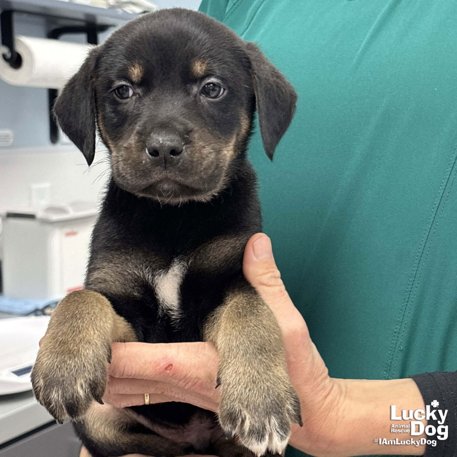 SNICKERS - Labrador Retriever / Shepherd available for adoption