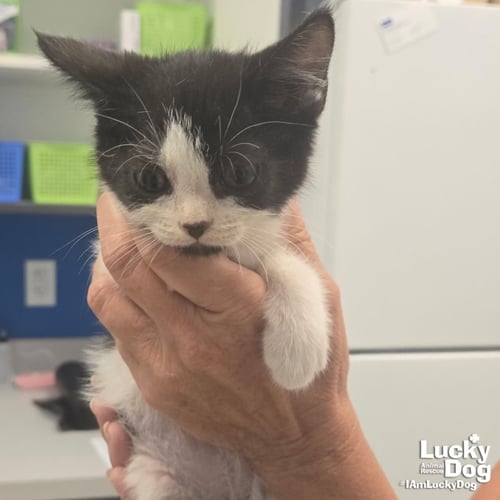 SHINE - Domestic Short Hair available for adoption