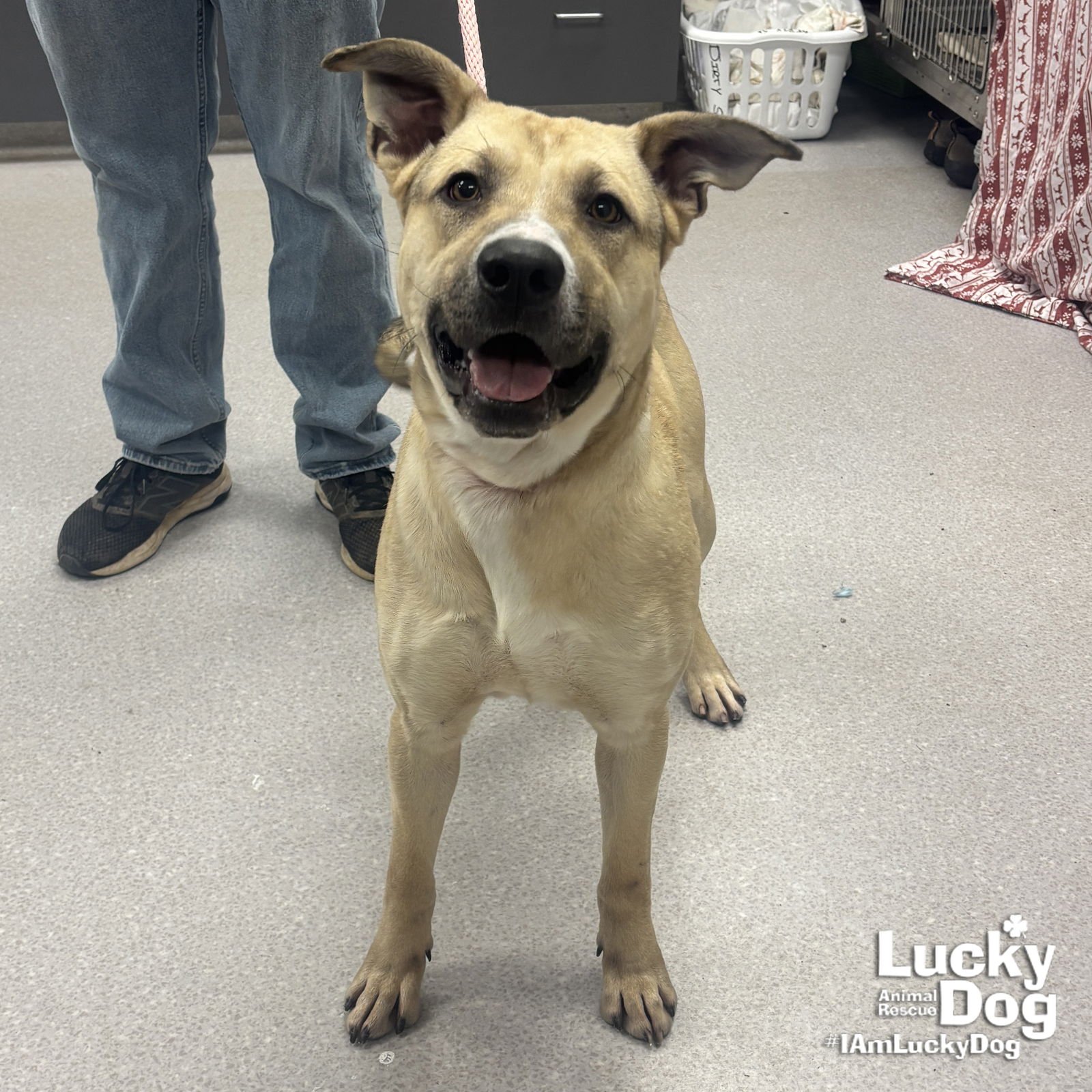 WHEELIE - Shepherd available for adoption