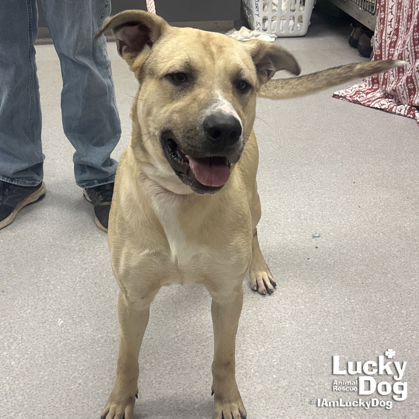 WHEELIE - Shepherd available for adoption