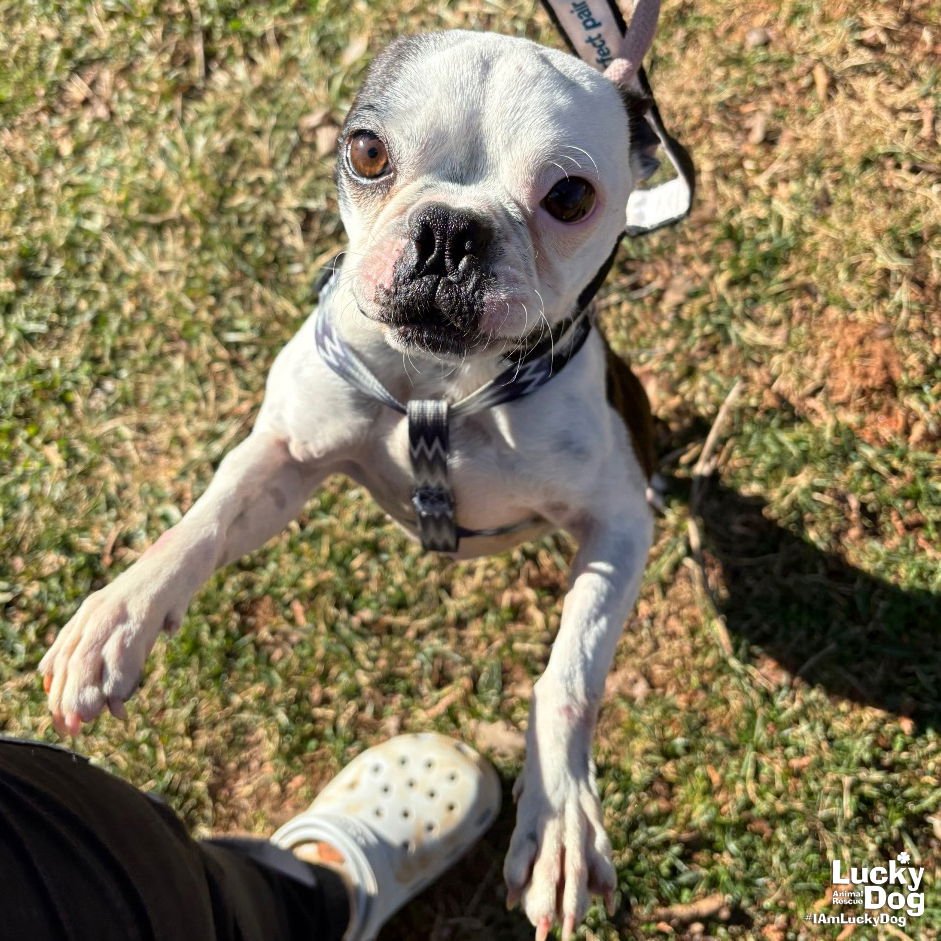 FIG NEWTON - Boston Terrier available for adoption