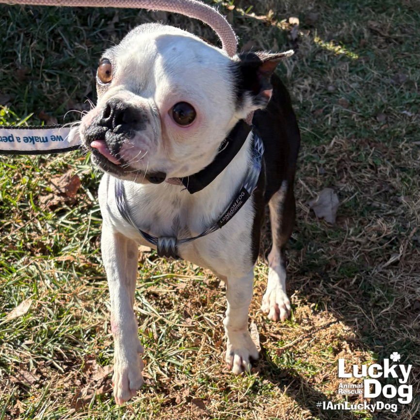 FIG NEWTON - Boston Terrier available for adoption
