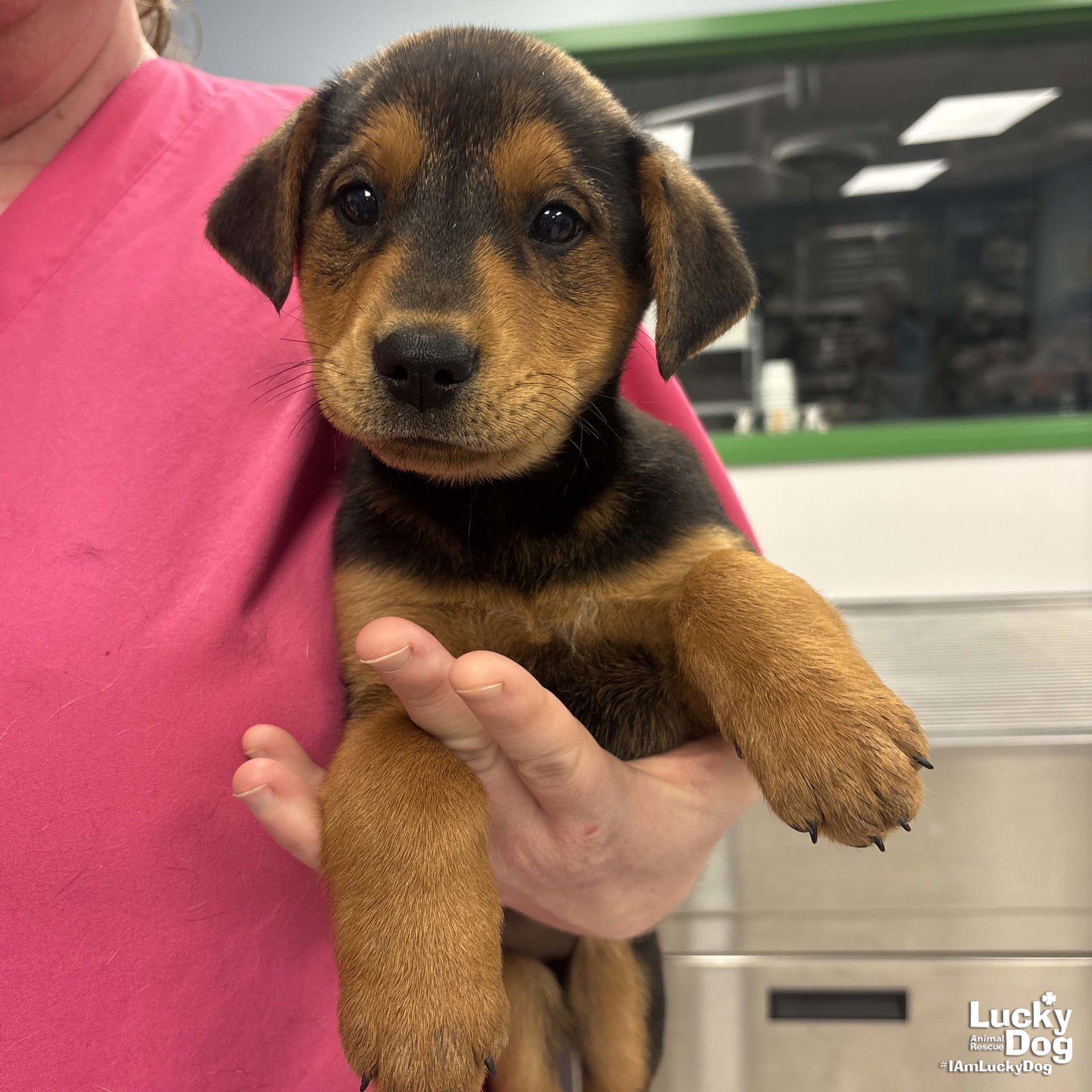 HANNAH - Shepherd / Labrador Retriever available for adoption