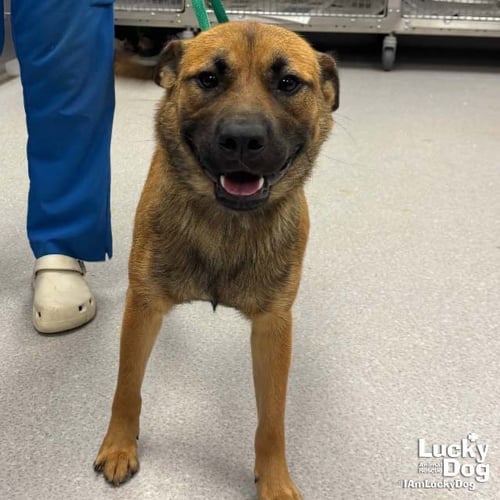 EWOK - Shepherd available for adoption