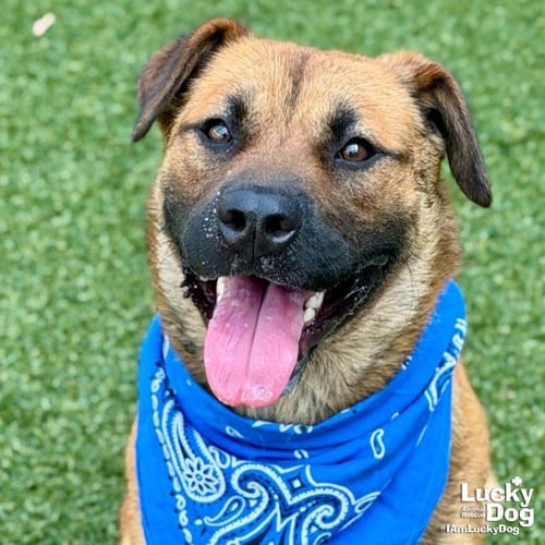 EWOK - Shepherd available for adoption