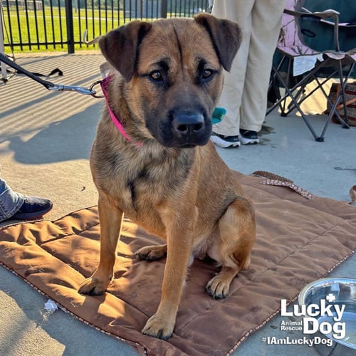 EWOK - Shepherd available for adoption