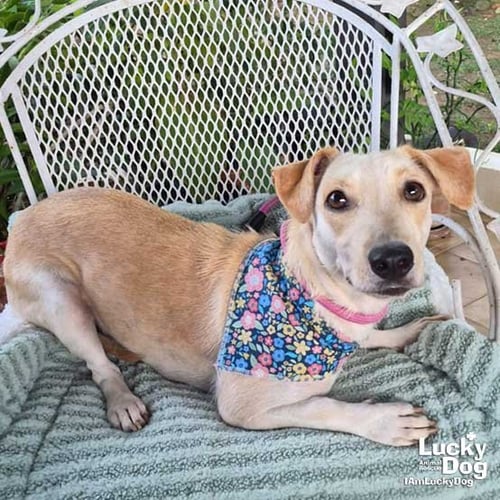 SULIE - Dachshund available for adoption