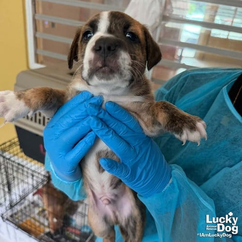 PUPPY PETER - Retriever available for adoption