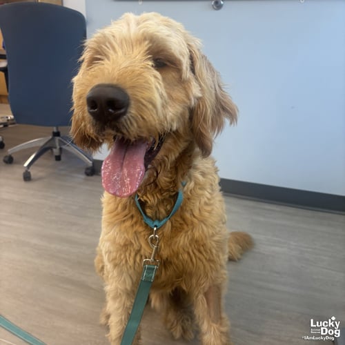 LAMB CHOP - Golden Retriever / Poodle (unknown type) available for adoption