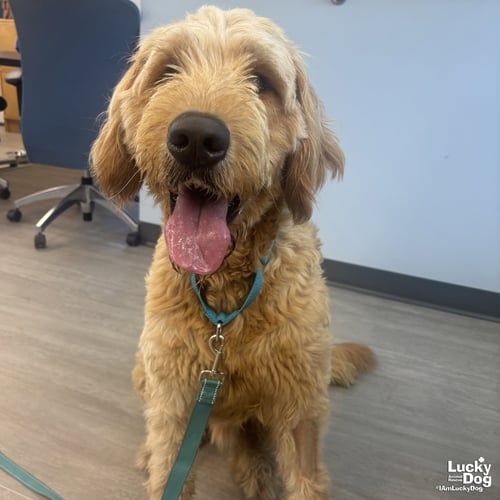 LAMB CHOP - Golden Retriever / Poodle (unknown type) available for adoption