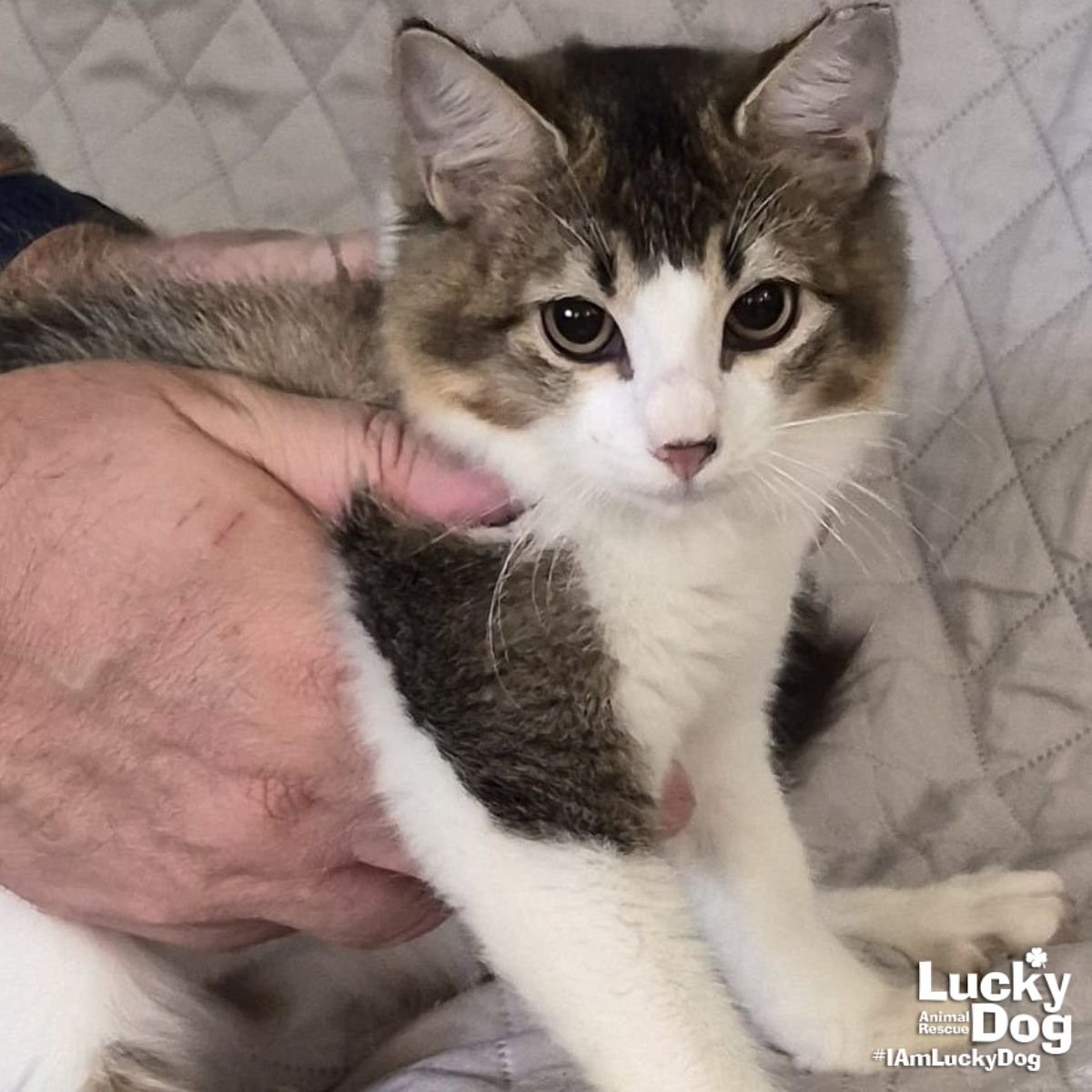 APOLLO - Domestic Medium Hair / Tabby available for adoption