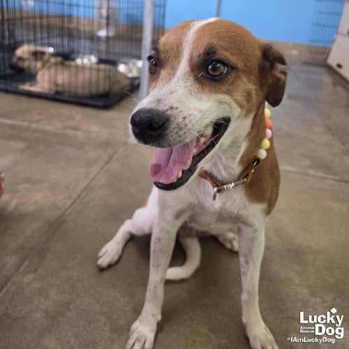 CHAPA - Labrador Retriever / Beagle available for adoption