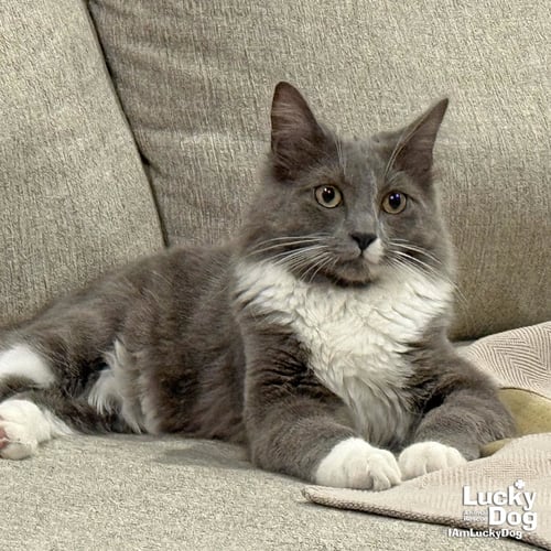 OSMAN - Domestic Long Hair available for adoption