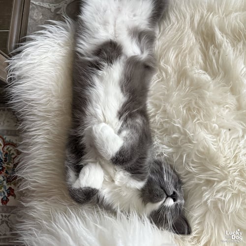 OSMAN - Domestic Long Hair available for adoption