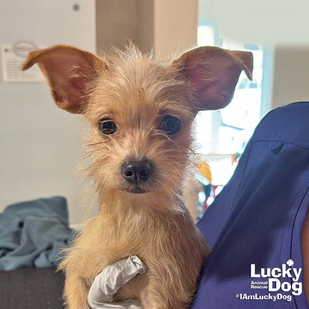 NICO - Chihuahua available for adoption