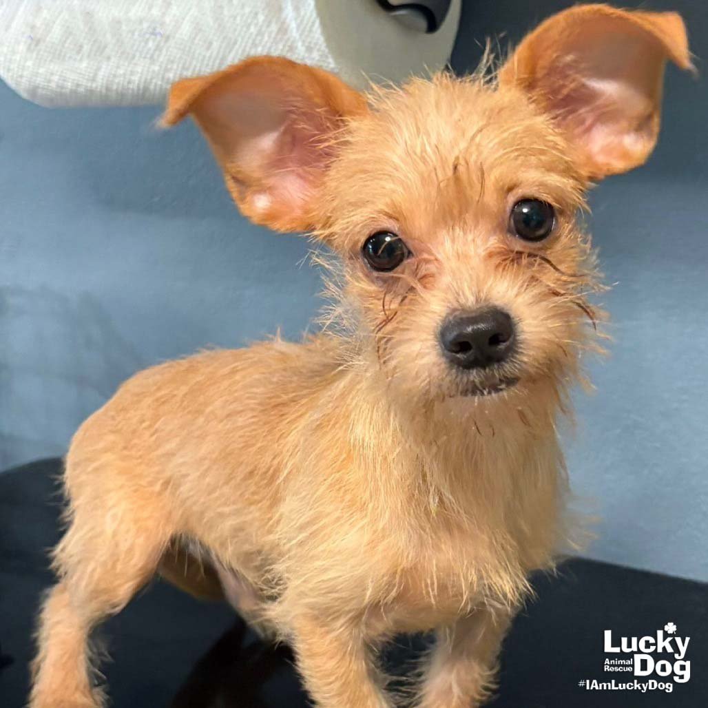 NICO - Chihuahua available for adoption