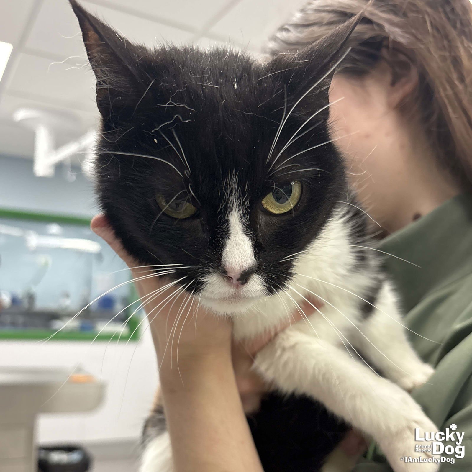 LAKE - Domestic Short Hair available for adoption