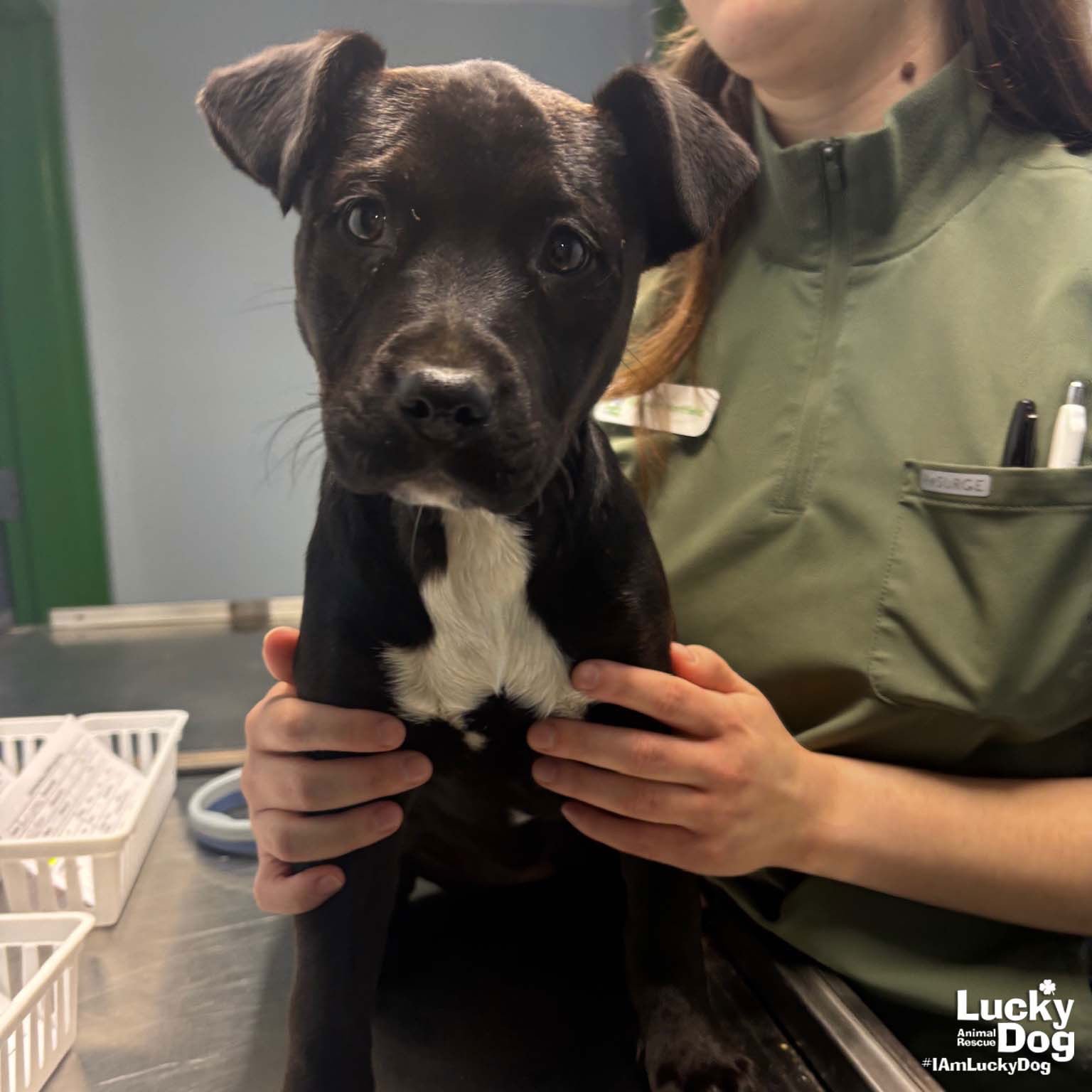 BESSIE - Retriever / Shepherd available for adoption