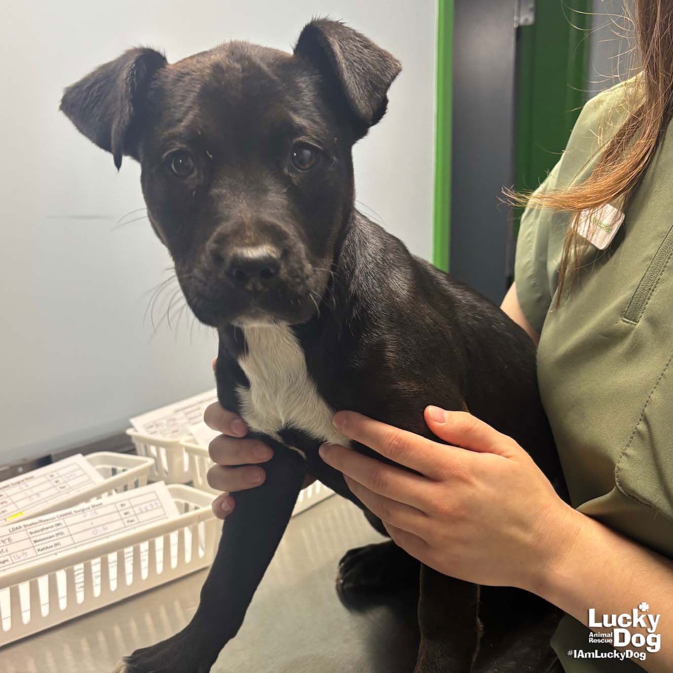 BESSIE - Retriever / Shepherd available for adoption