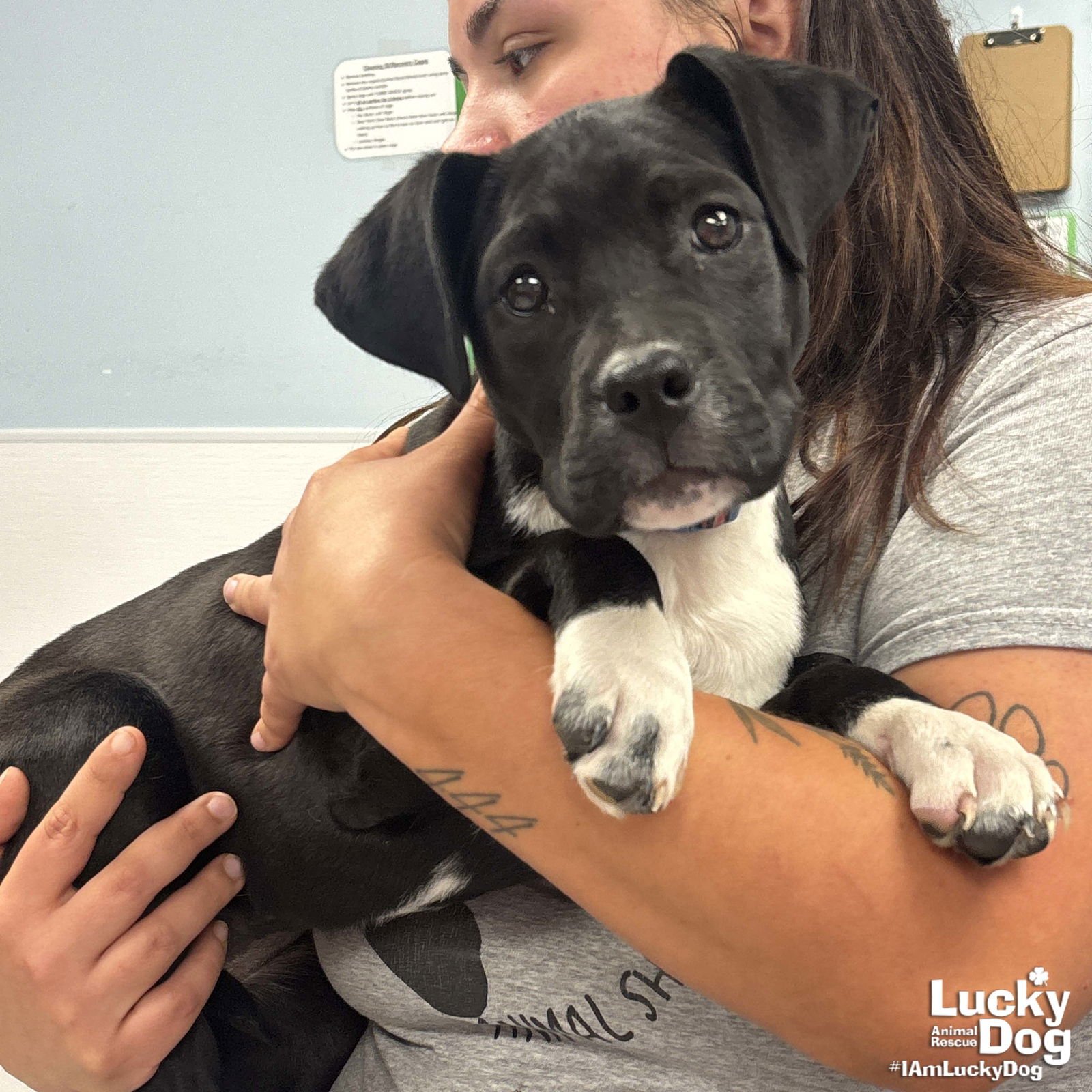 EMMA - Labrador Retriever / Beagle available for adoption