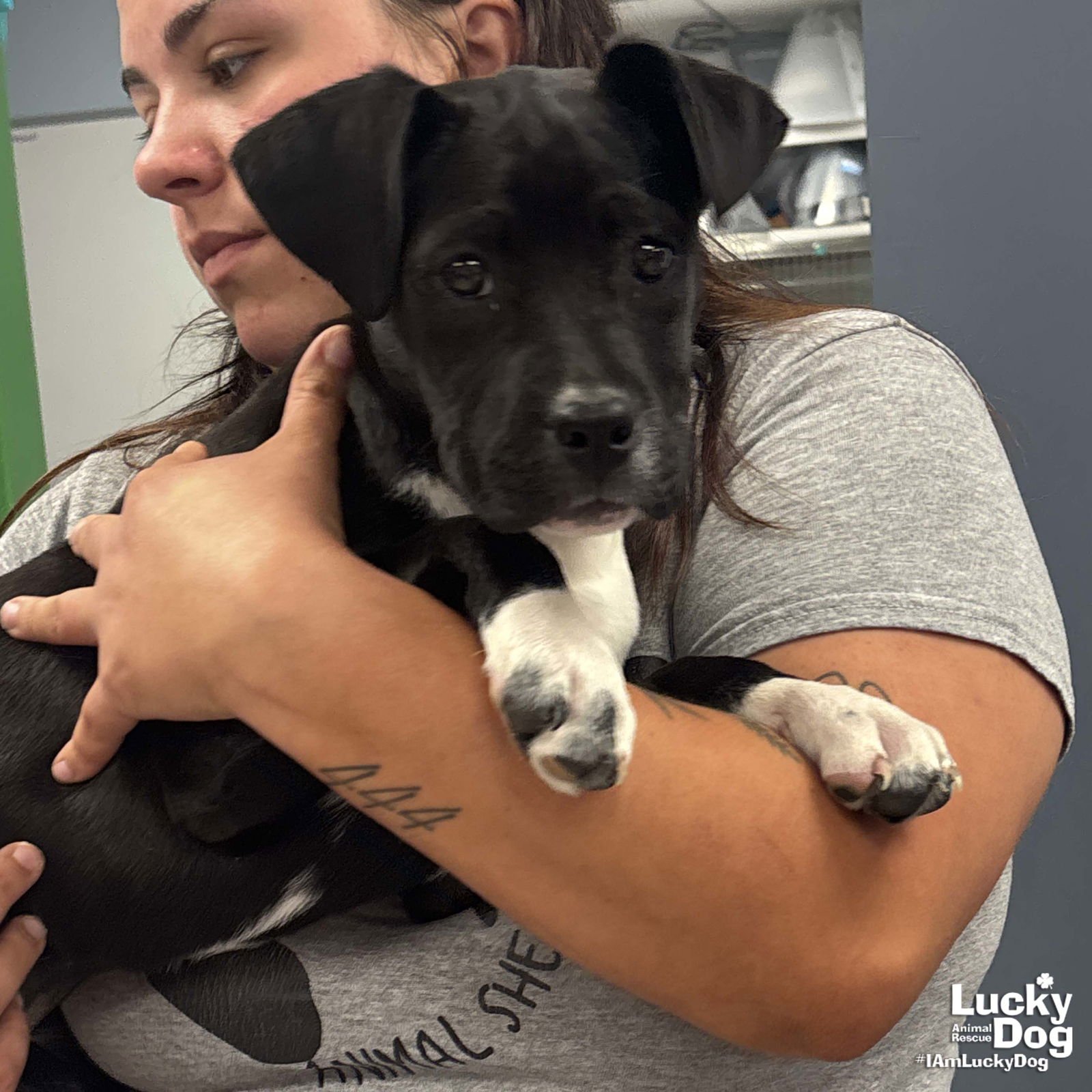 EMMA - Labrador Retriever / Beagle available for adoption