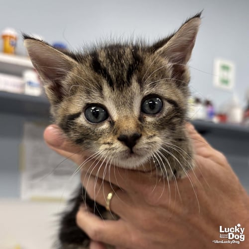 ISGETTE - Domestic Short Hair available for adoption
