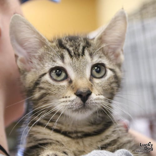 ISGETTE - Domestic Short Hair available for adoption