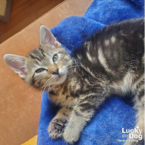 ISGETTE - Domestic Short Hair available for adoption