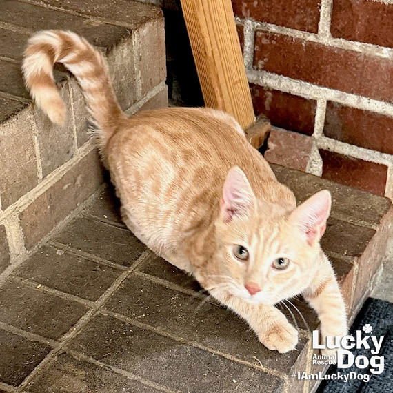 DARBY - Domestic Short Hair available for adoption