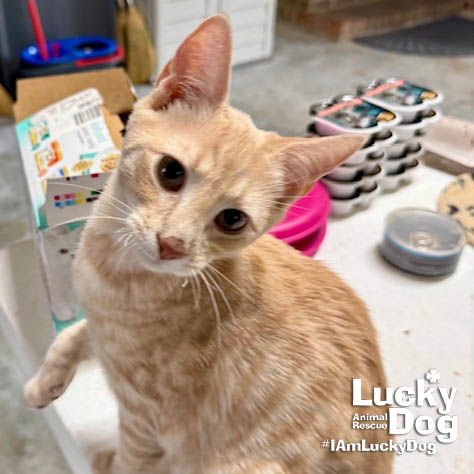 DARBY - Domestic Short Hair available for adoption