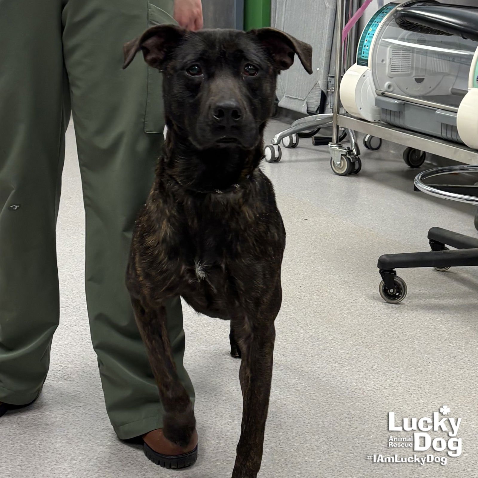 MS. FRIZZLE - Labrador Retriever / Shepherd available for adoption