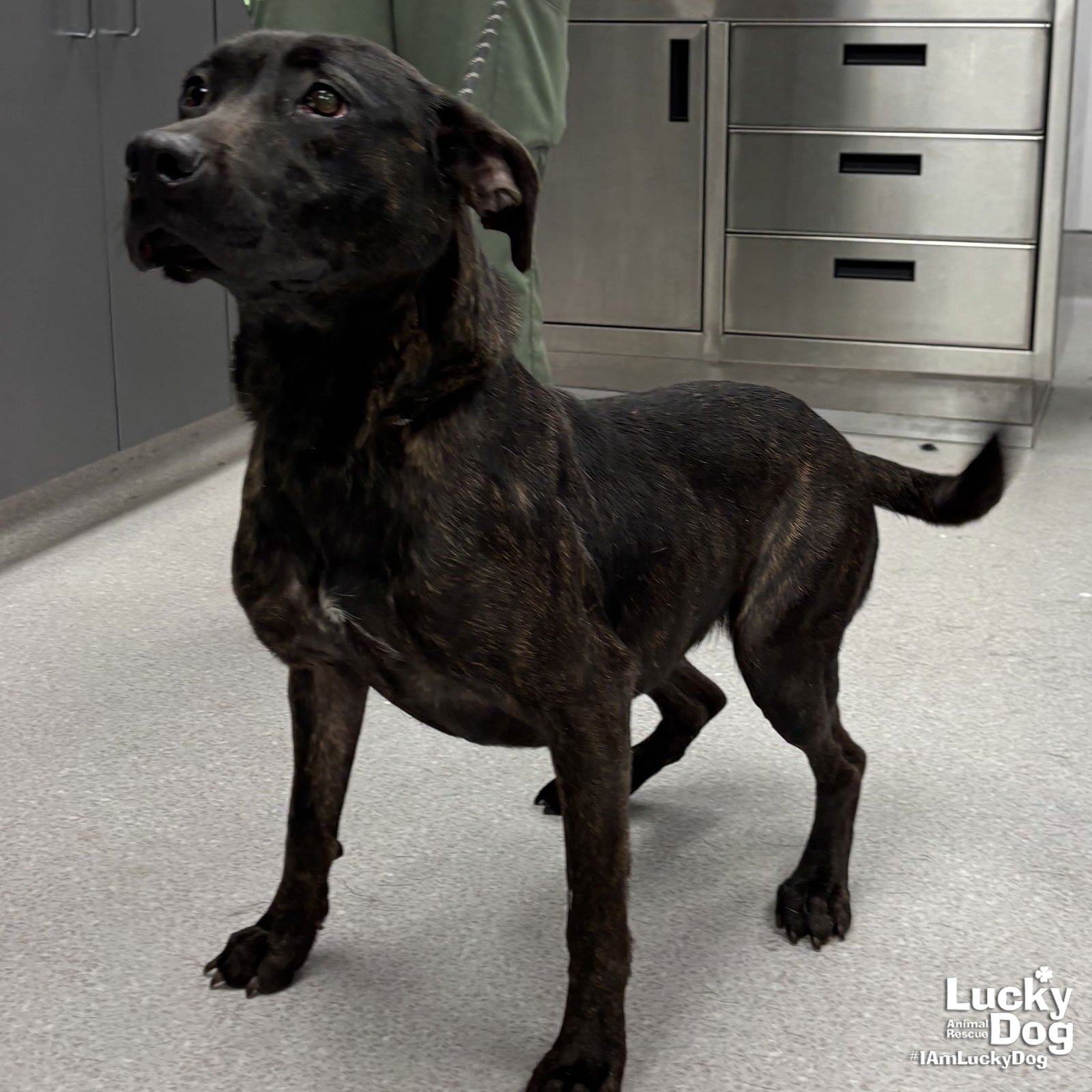 MS. FRIZZLE - Labrador Retriever / Shepherd available for adoption