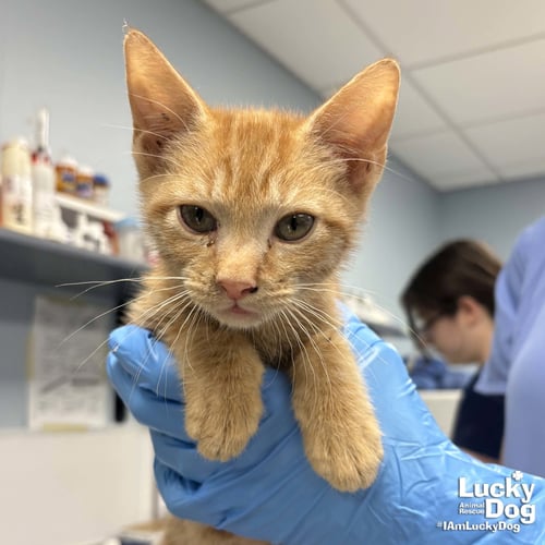WALLACE - Domestic Short Hair available for adoption