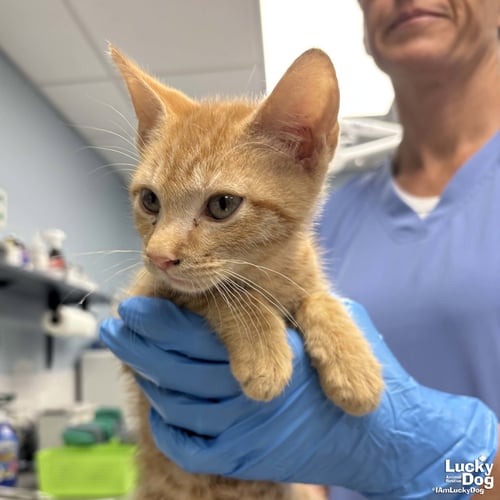 WALLACE - Domestic Short Hair available for adoption