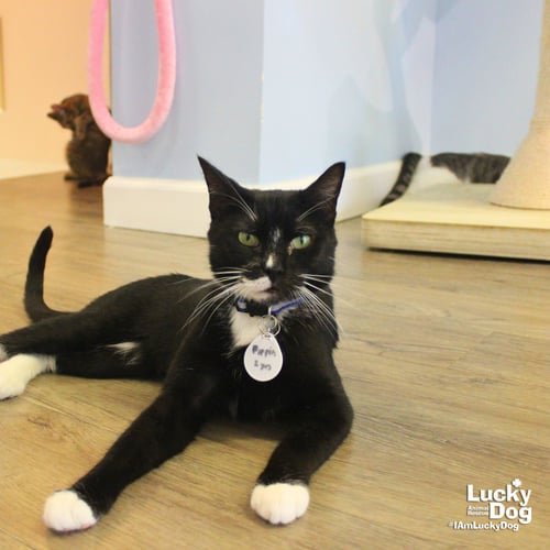 PIPPIN - Domestic Short Hair available for adoption