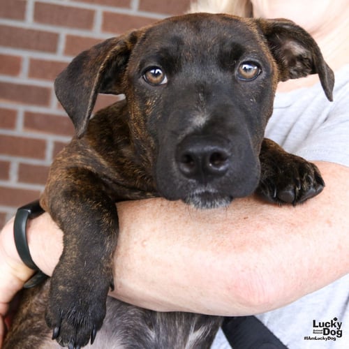 ORZO - Pointer / Dachshund available for adoption