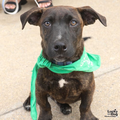 ORZO - Pointer / Dachshund available for adoption