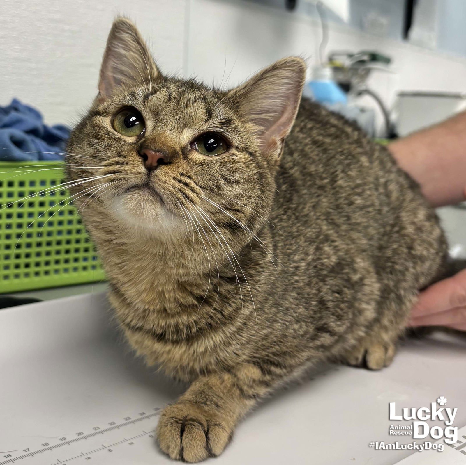 TIRAMISU - Domestic Short Hair available for adoption