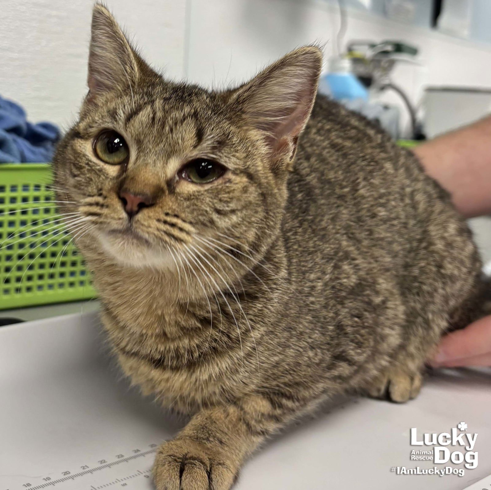 TIRAMISU - Domestic Short Hair available for adoption