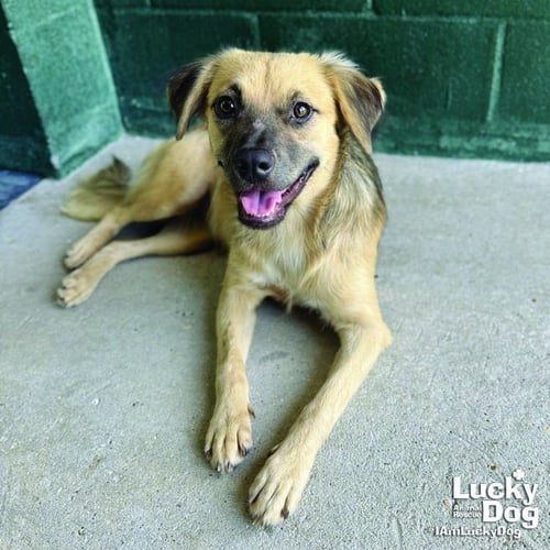 BASIL - Shepherd available for adoption