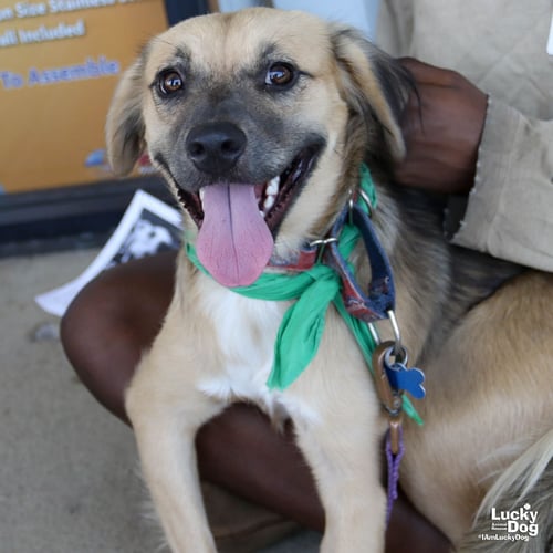 BASIL - Shepherd available for adoption