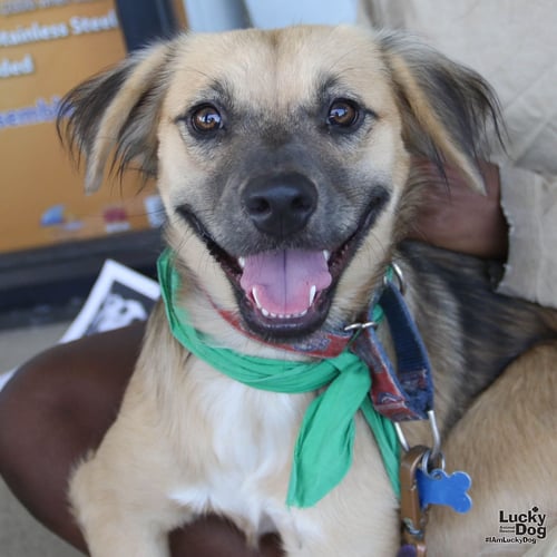 BASIL - Shepherd available for adoption