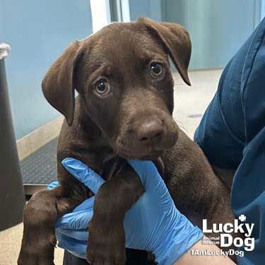 MOUSSE - Labrador Retriever available for adoption