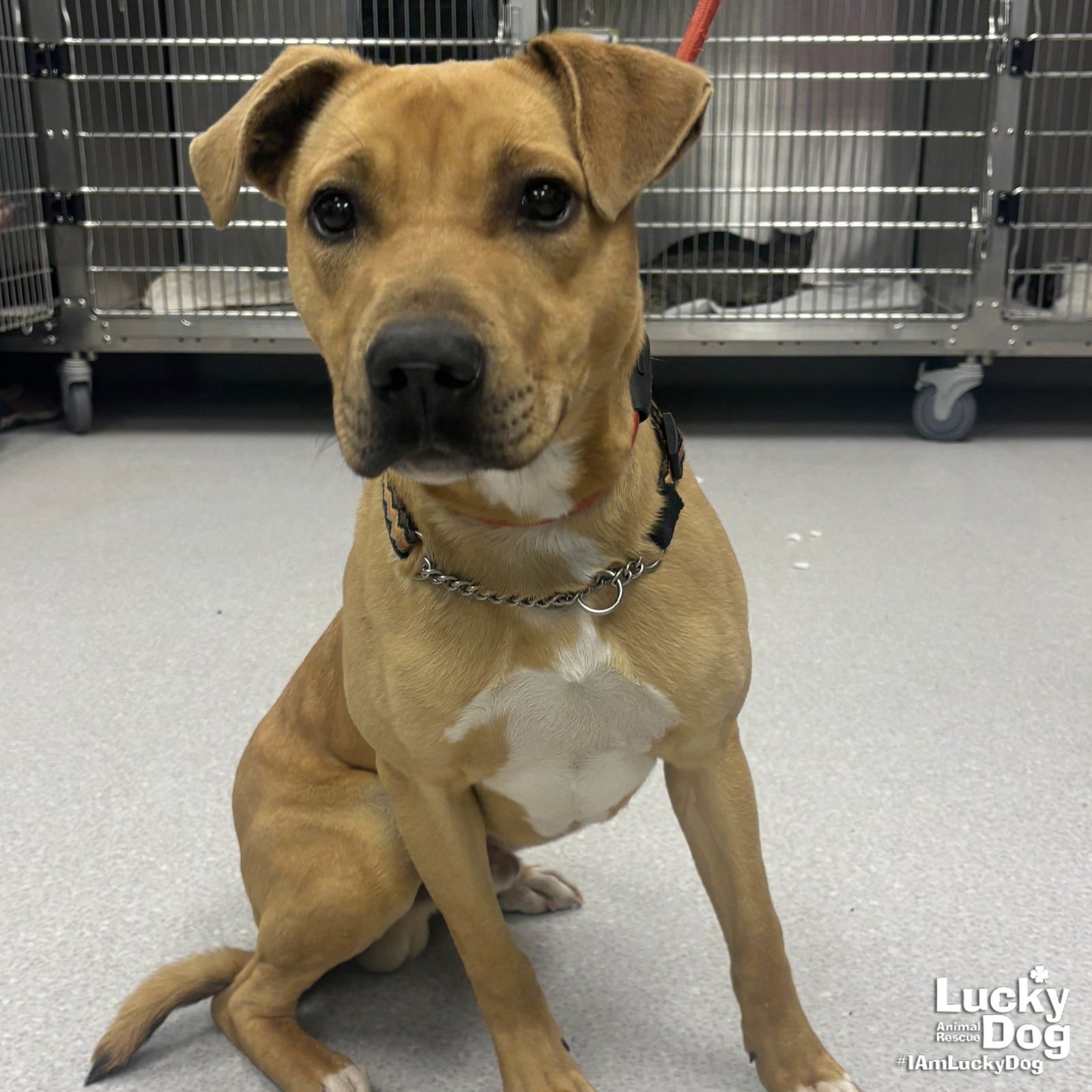 ANTARCTICA - Retriever / Shepherd available for adoption