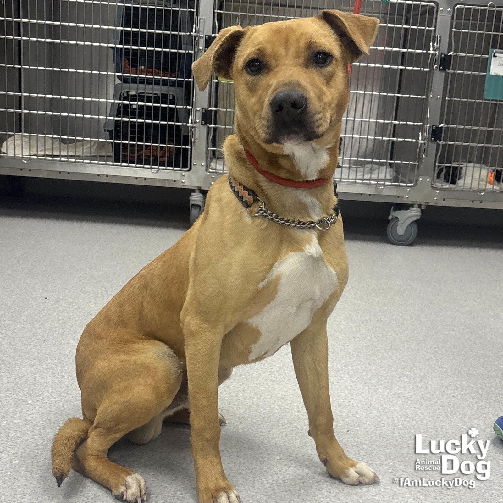 ANTARCTICA - Retriever / Shepherd available for adoption