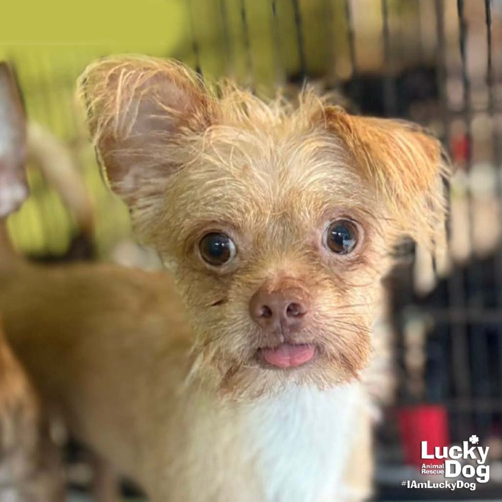 NOAH - Chihuahua available for adoption