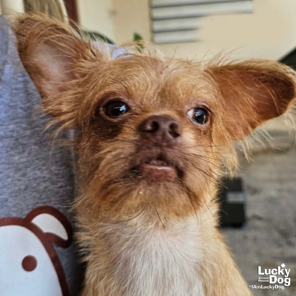 NOAH - Chihuahua available for adoption